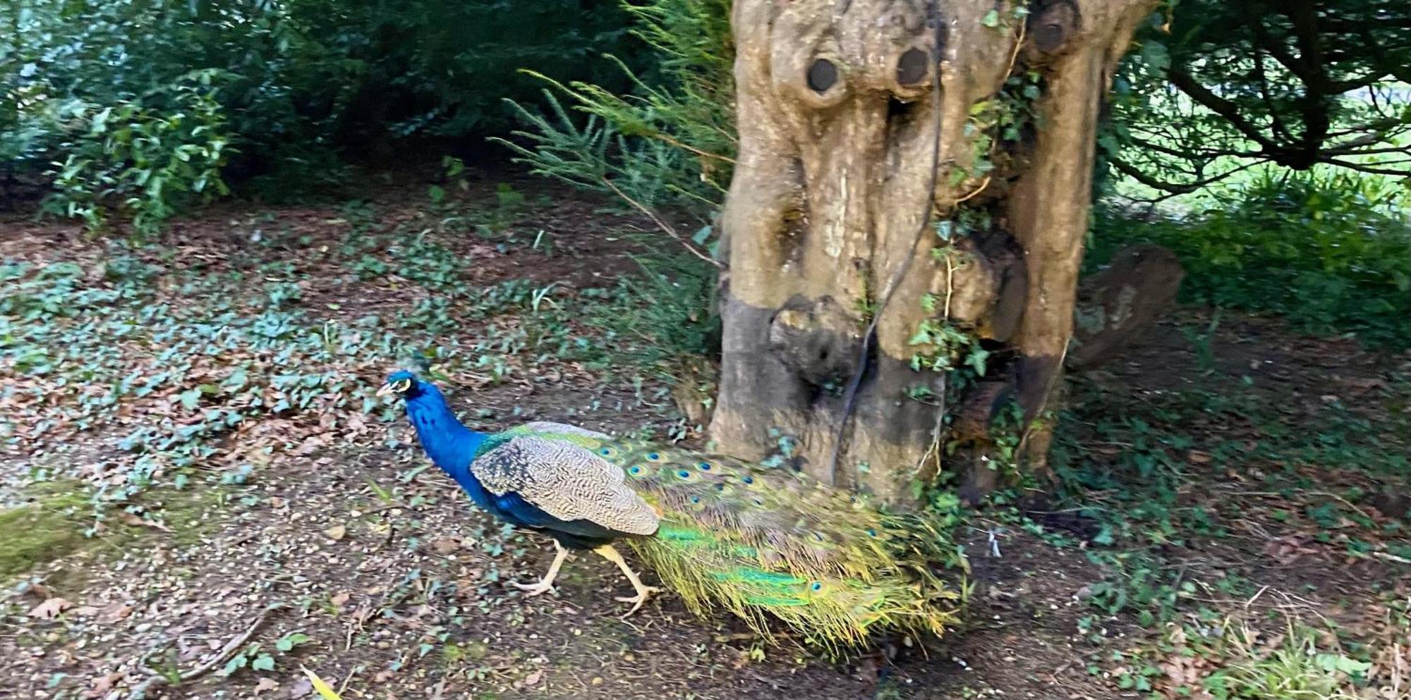 Powdermills Country House Hotel Battle Dış mekan fotoğraf
